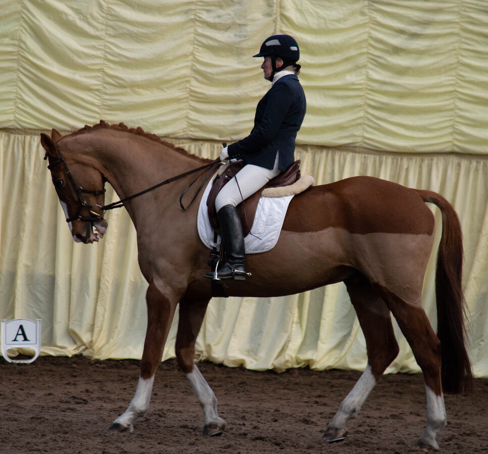 Dressage Askham Bryan 2